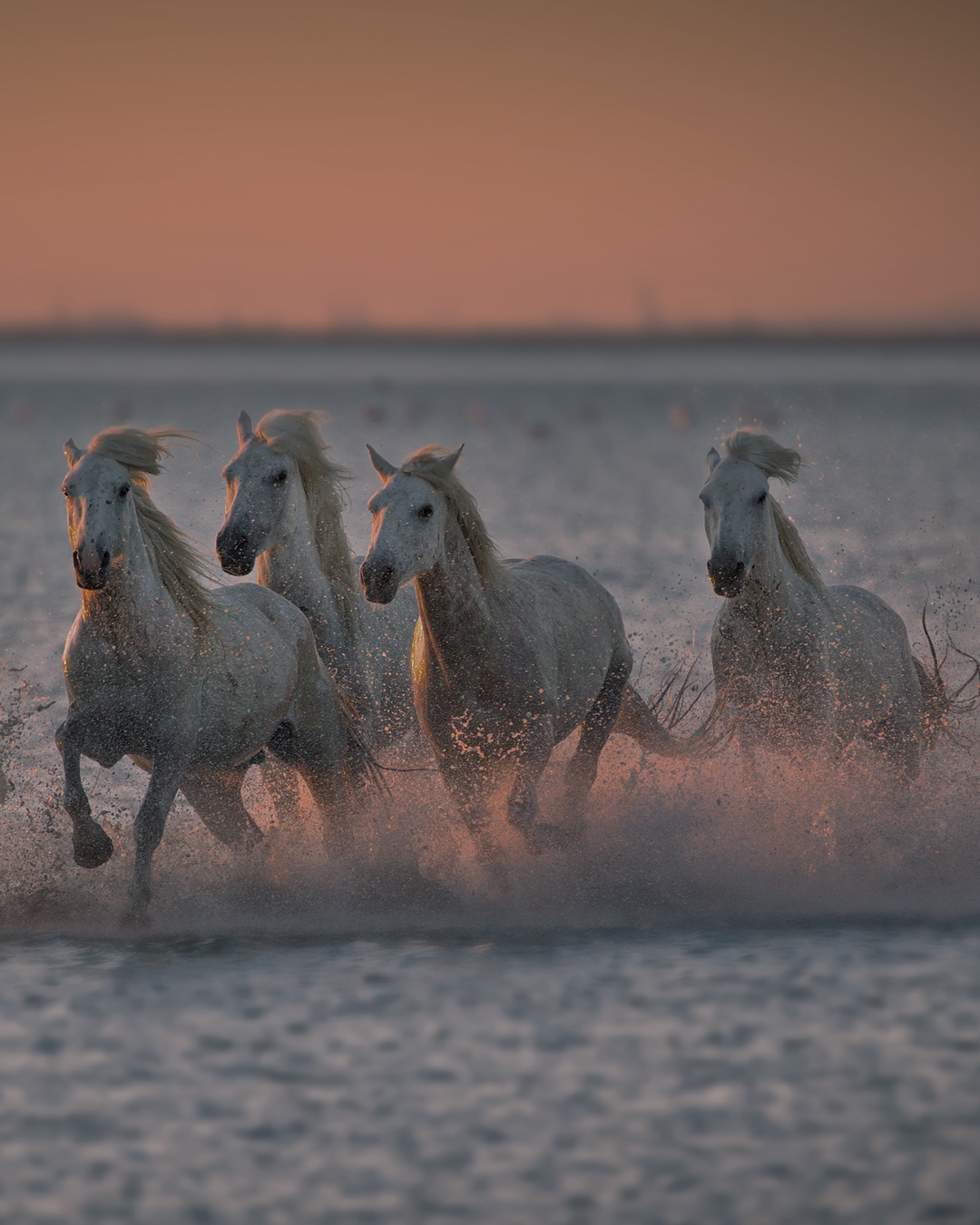 4_5_caballos_color